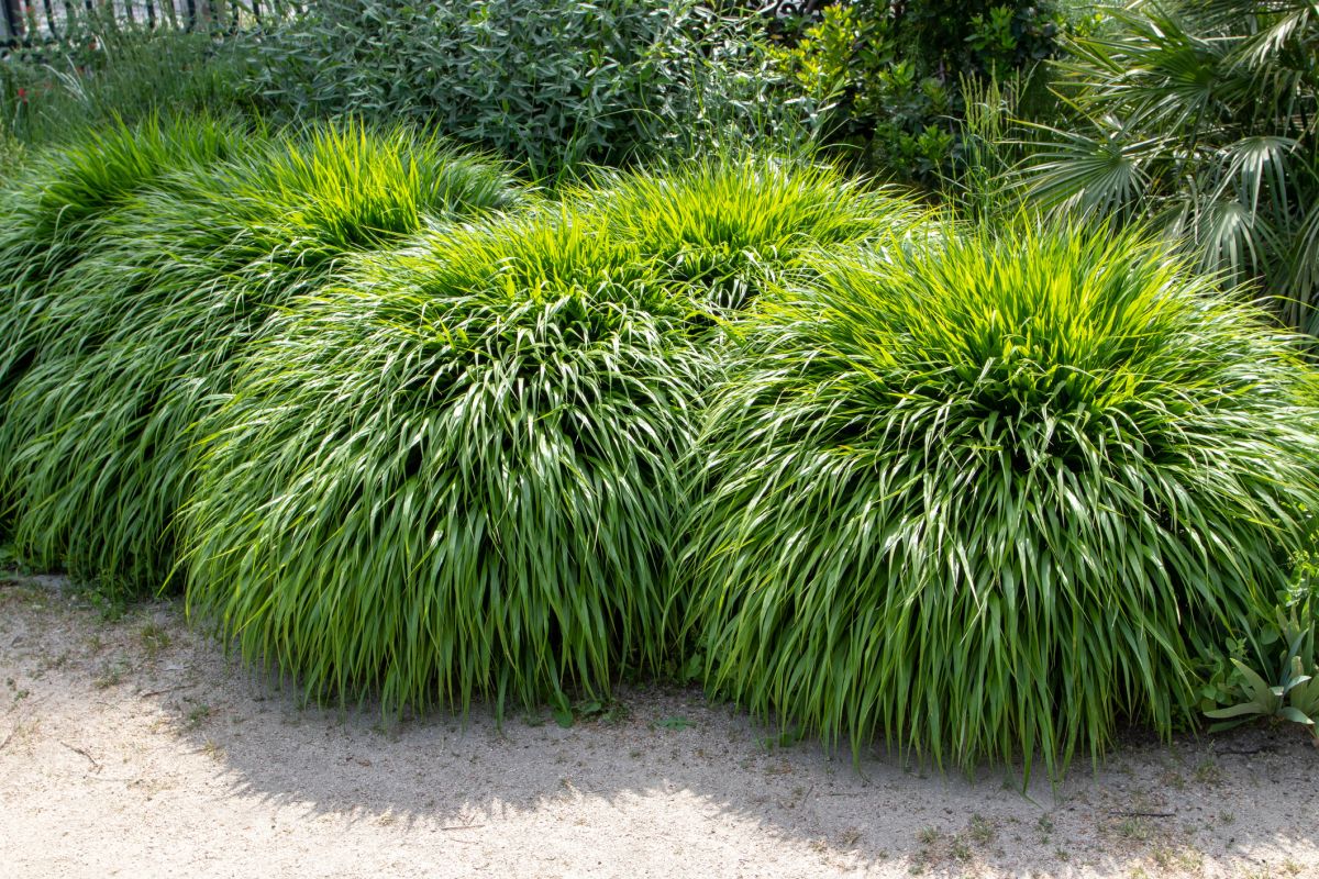 Tuinontwerp Marjolein Hakonechloa Macra